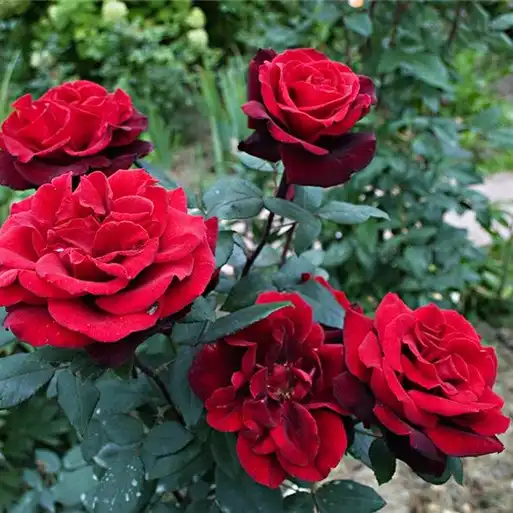 Trandafiri hibrizi Tea - Trandafiri - Barkarole® - 